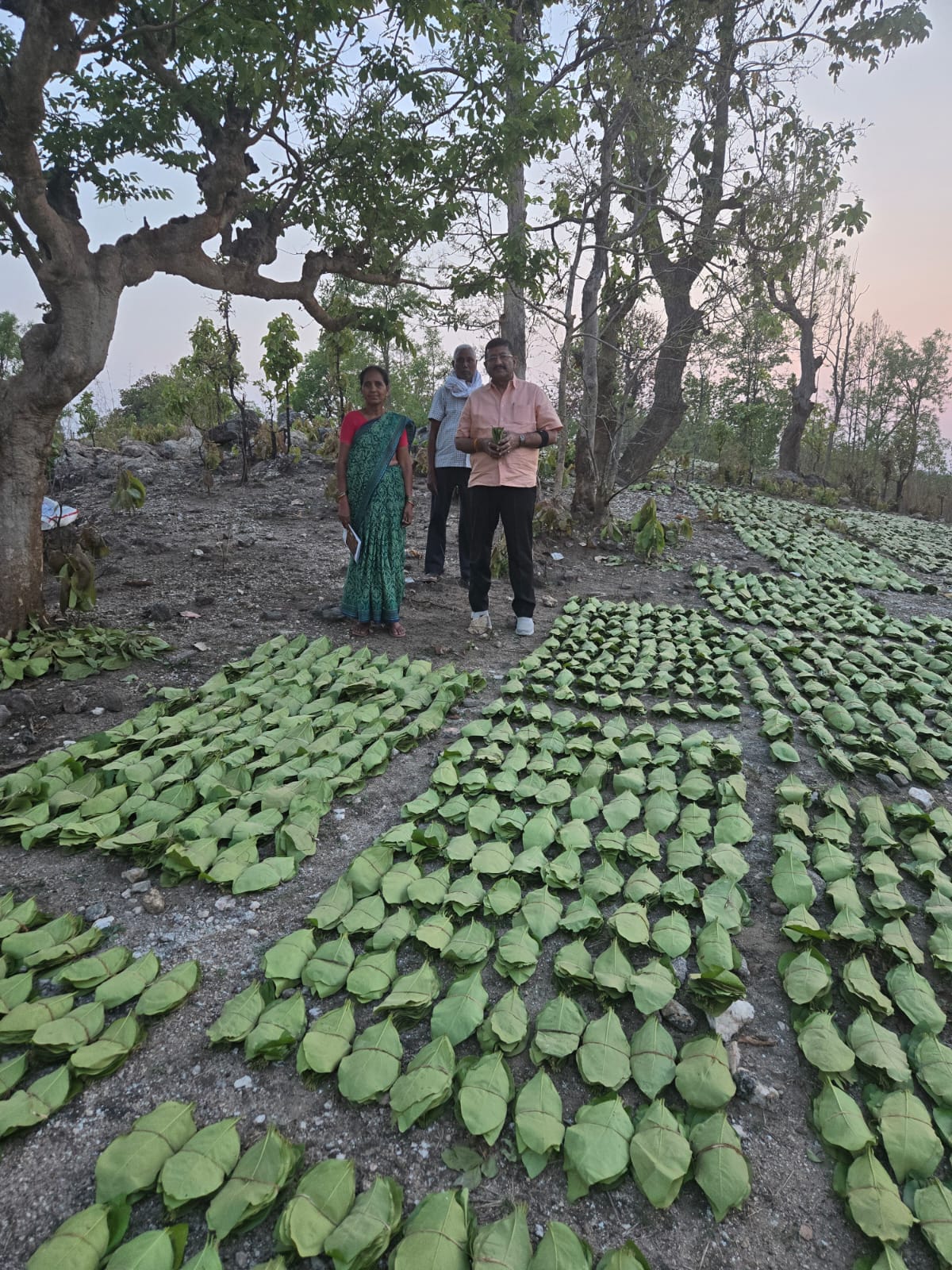 राँची प्रमण्डल अन्तर्गत प्रक्षेत्र में केन्दू पत्ती प्राथमिक संग्रहणकर्त्ताओं द्वारा फाड़ी पर केन्दू 